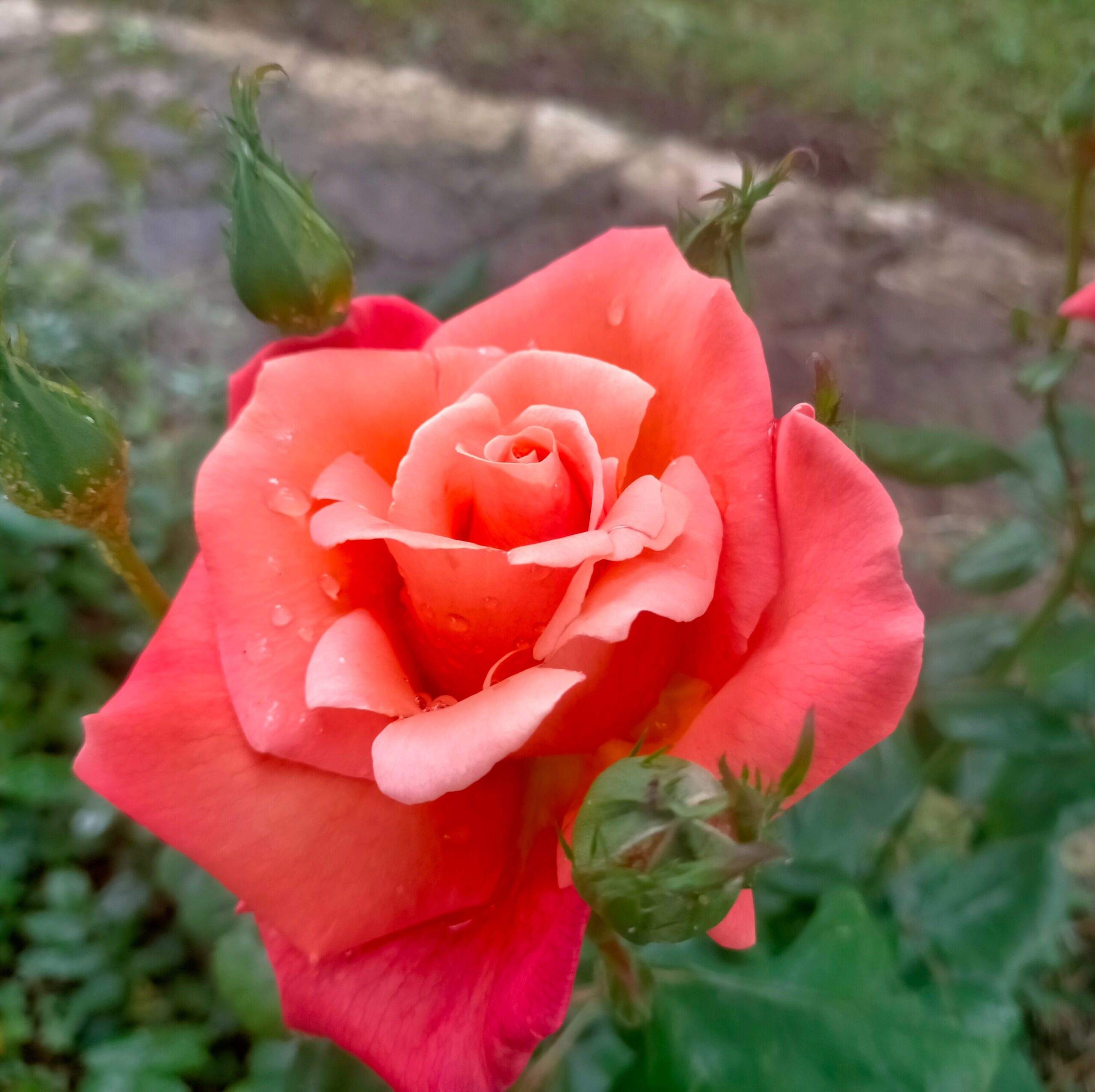 Photo de Jacques FOUCHER