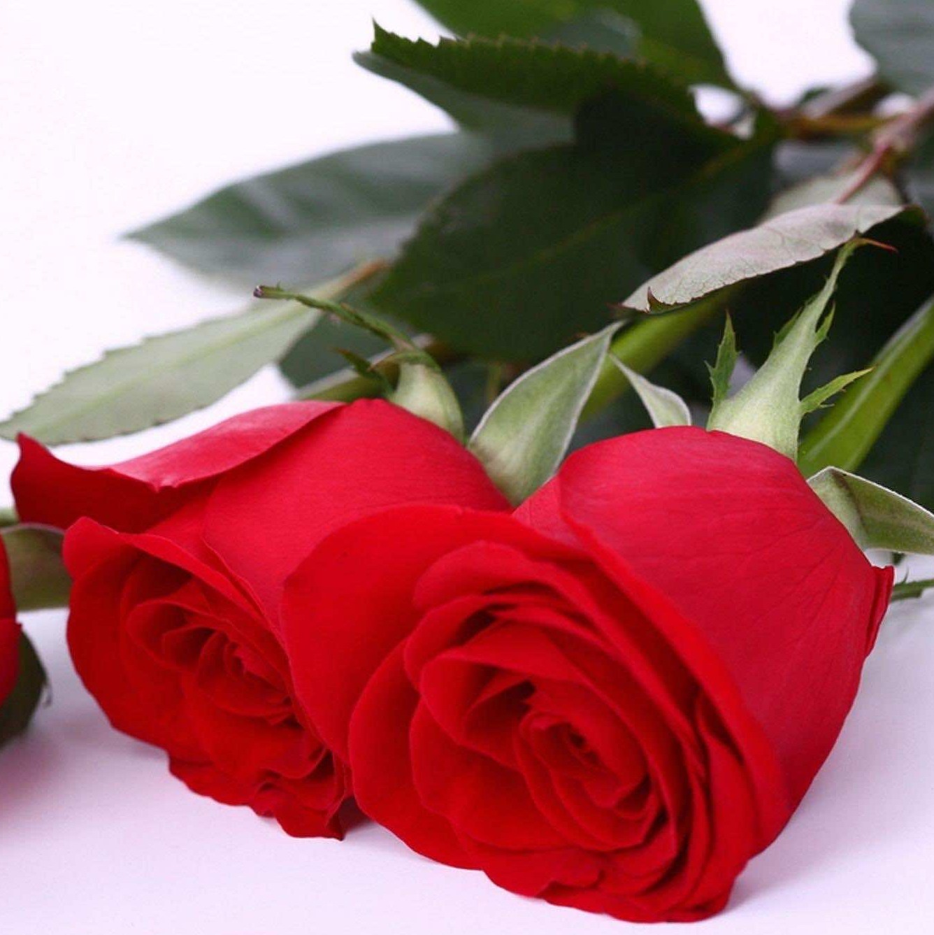 Photo de Denise COUDERT