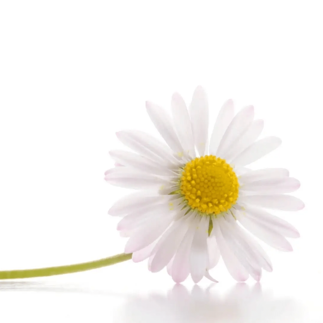 Photo de Claude MALENFANT